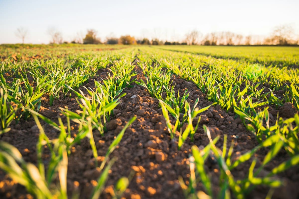 Krishi Drishti - Smart Agriculture